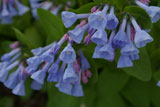 Mertensia