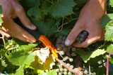 Grape Harvest